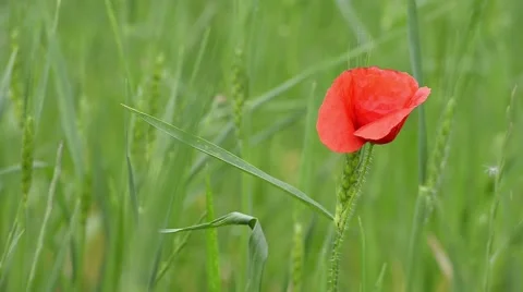 Poppy Stock Footage 50897651