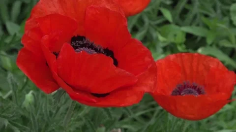 Poppy Stock Footage 61074930