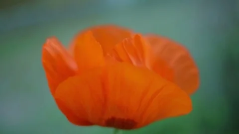 Poppy Stock Footage 72784782