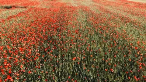 Poppy Stock Footage 90164476