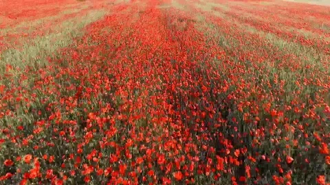 Poppy Stock Footage 90164498