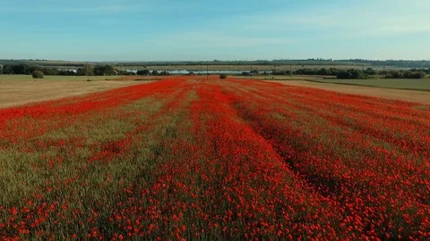 Poppy Stock Footage 90164501