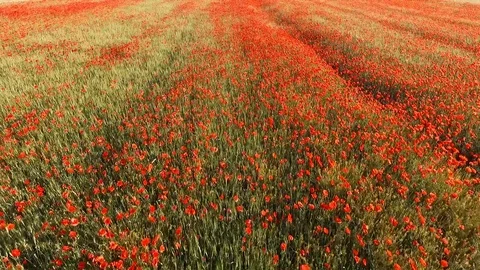 Poppy Stock Footage 90164511
