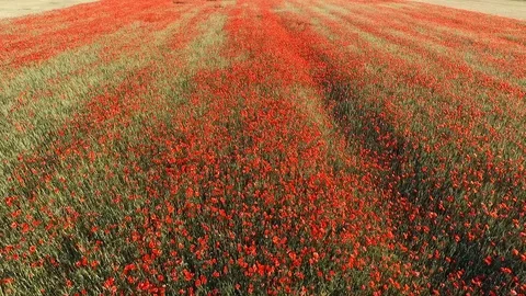 Poppy 库存影片 90164520