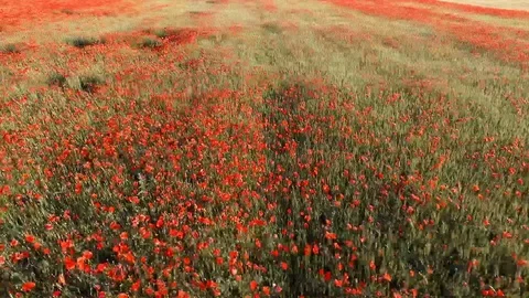 Poppy Stock Footage 90164541