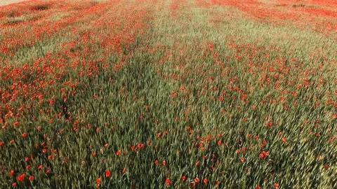 Poppy 库存影片 90164696