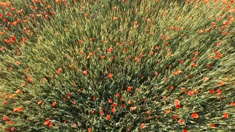 Poppy 库存影片 90164698