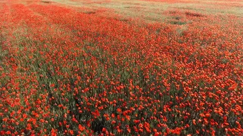 Poppy 库存影片 90164701