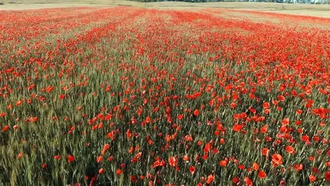 Poppy 库存影片 90164720