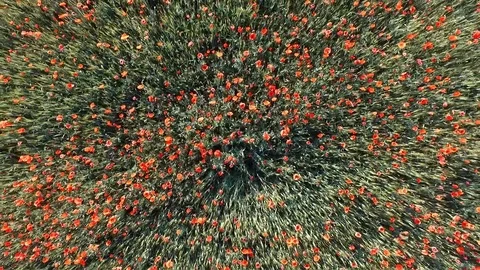 Poppy Stock Footage 90164794