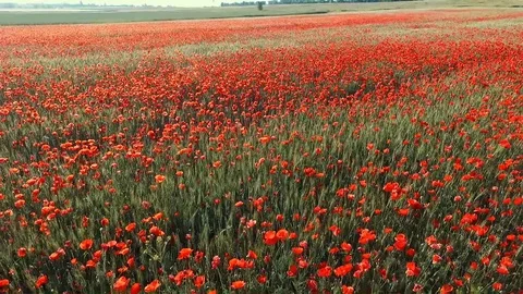 Poppy 库存影片 90164813