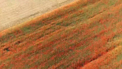 Poppy Stock Footage 90164846