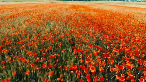 Poppy 库存影片 105215822