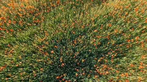 Poppy 库存影片 105215834