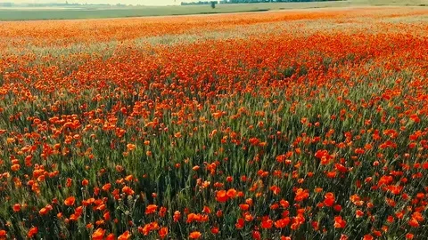 Poppy 库存影片 105215836