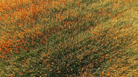 Poppy 库存影片 105215846