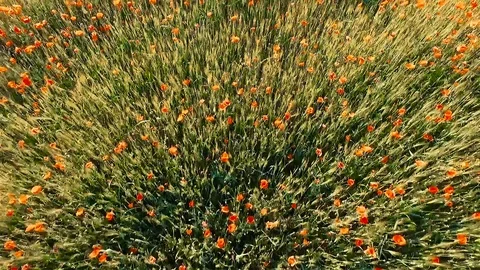 Poppy 库存影片 105215859