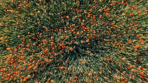 Poppy 库存影片 105215862