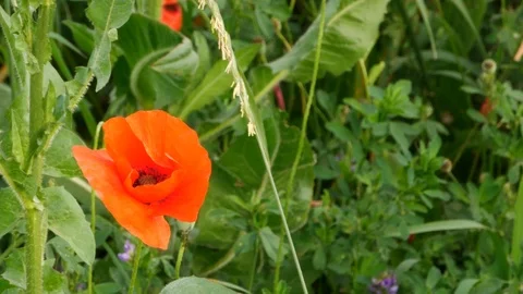 Poppy Stock Footage 109694950