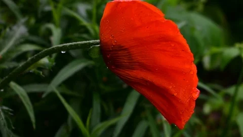 Poppy Stock Footage 110840180