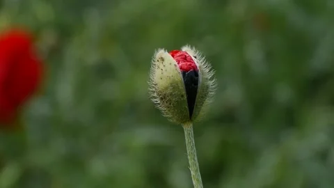 Poppy Video stock 138343394