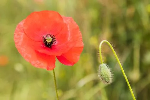 Poppy in full bloom Stock Photos