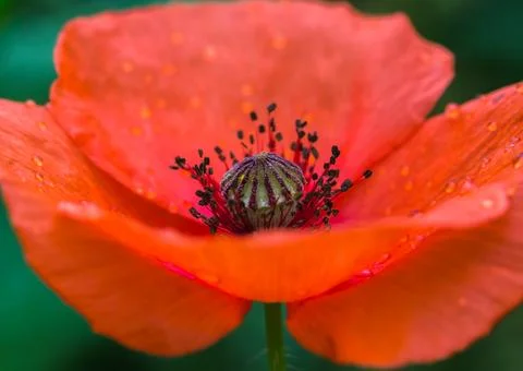 Poppy in full bloom Stock Photos