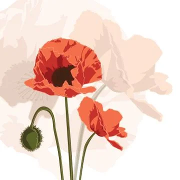 Poppy graphic Stock Illustration
