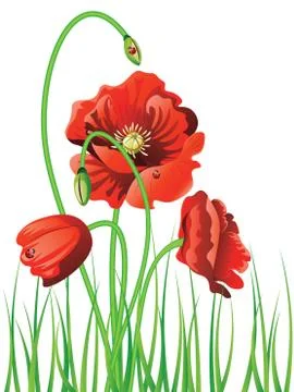Poppy with Grass Ilustración de archivo