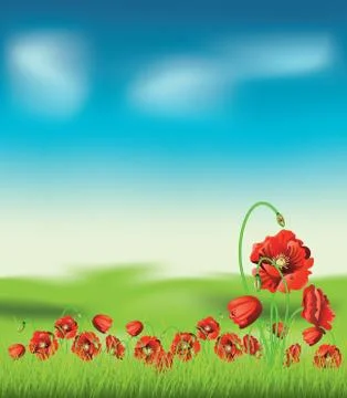 Poppy with Grass イラスト素材