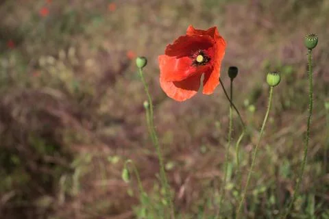 Poppy in the grass Stock Photos