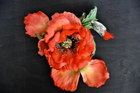 Poppy on a gray background Stock Photos