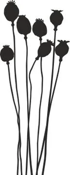 Poppy head Stock Illustration