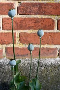 Poppy head Stock Photos