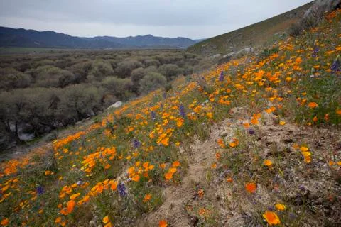 Poppy Hillside Stock Photos