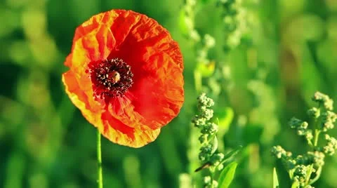 Poppy &amp; hoverfly Stock Footage 21904166