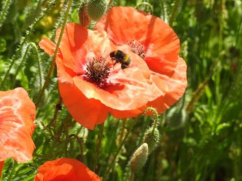 Poppy with hovering bee Stock Photos