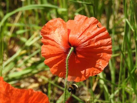 Poppy with hovering bee Stock Photos