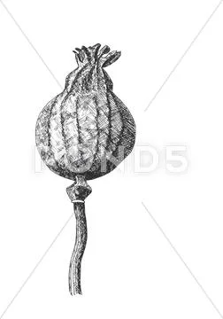 Poppy Stock Illustration