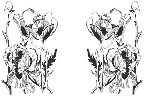 Poppy Stock Illustration