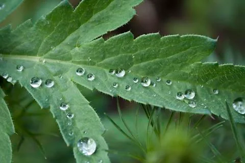Poppy leaf with drops Stock Photos