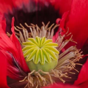 Poppy macro close up square Stock Photos
