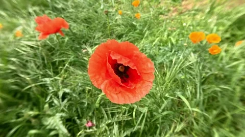 Poppy macro Stock Footage 273566118