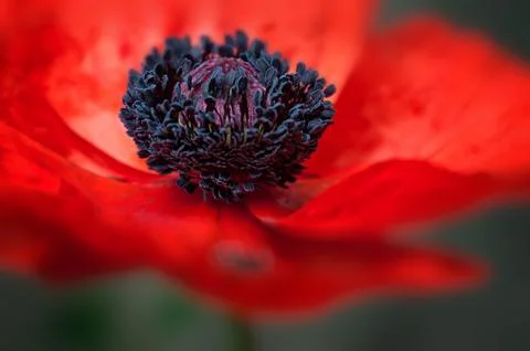 Poppy Macro Stock Photos