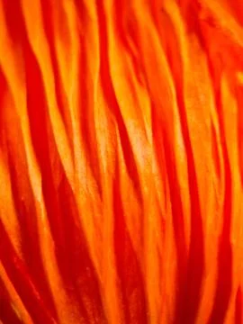 Poppy, macro Foto stock
