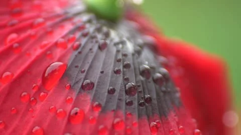 Poppy macro shot Stock Footage 21948283