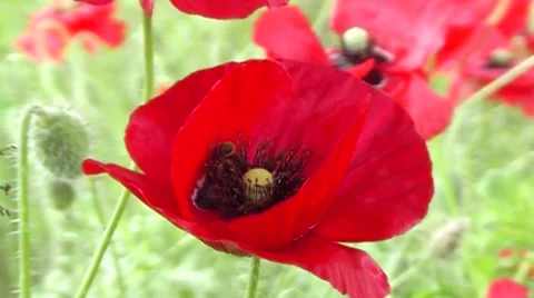 Poppy, medium shot and a bee collecting nectar. Stock Footage 65566958
