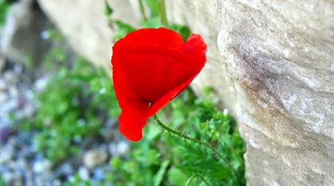 A poppy in the mountains (4K) Stock Footage 50129317