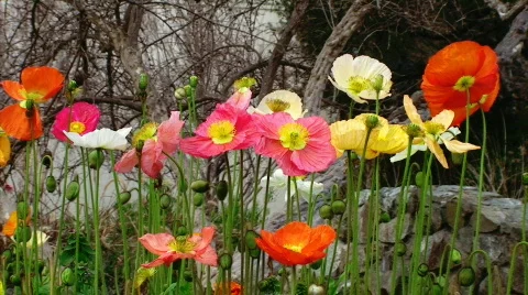 Poppy Pan Stock Footage 623299