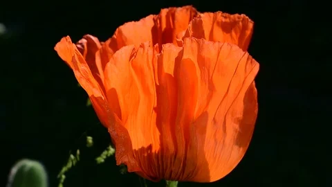Poppy petals Stock Footage 110839982